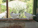DSC03833