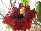 hibiscus sf.februarie