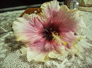 hibiscus sf.februarie