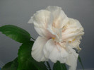 Hibiscus alb-crem