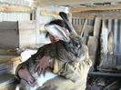 getImage (1)