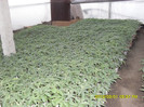 SDC12078