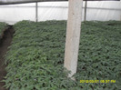 SDC12079