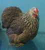 Gaina Cochin Herminat Inchis