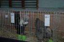 Brahma Herminat inchis-negru
