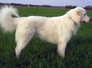 Abruzzo Shepherd