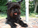Affenpinscher