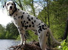 Dalmatian