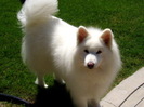 Samoyed