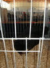 AUSTRALORP