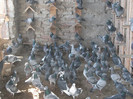 DSCF7084