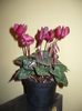 cyclamen