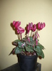 cyclamen