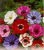 Anemone de Caen 0.6 lei