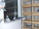 DSCF8368