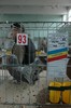 Voltat indian- alb Campion