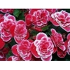 begonia camellia