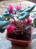 cyclamen