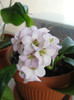 bergenia
