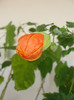 abuti orange bell
