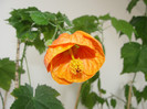 abuti orange bell