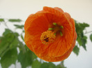 abuti orange bell