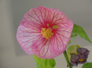abuti creme rosa