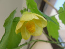 tot little beauty este dar mai deschis