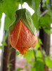 abuti orange pictum-probabil