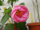 abuti cerise queen