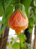 abuti orange pictum