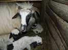 Picture 021