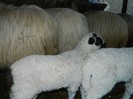 Picture 043