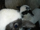 Picture 045