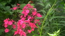 IMGA0265