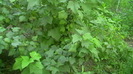 IMGA0271