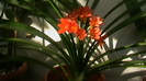 clivia