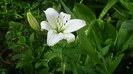 IMGA0286