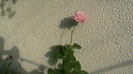 IMGA0288