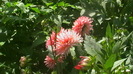 IMGA0303
