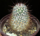 Mammillaria bombycina