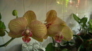 IMGA0574