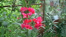 IMGA0008
