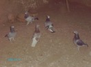 IMAG0055