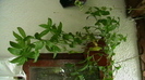 IMGA0384
