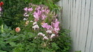 IMGA0389