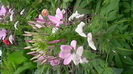 IMGA0390