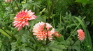 IMGA0394