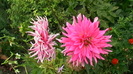 IMGA0396