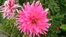 IMGA0397